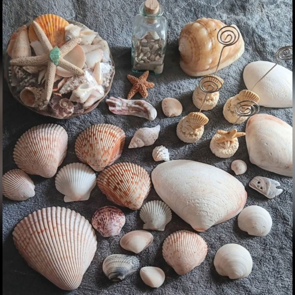 Florida Coastal Decor & Seashell Bundle